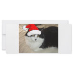 Black and White Kitten Rack Cards