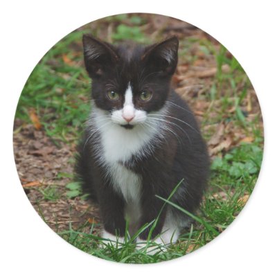 Black And White Kitten Stickers by Thorninger