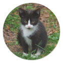 Black And White Kitten Stickers