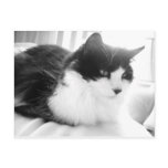 Black and White Long-haired Kitty Cat Post Card