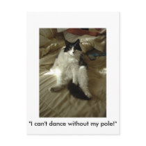 Black and white longhaired cat postcards