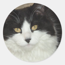 Black and White Longhaired Cat Sticker