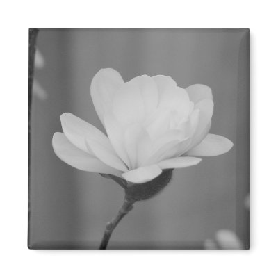 Black and White Magnolia Centennial Bloom Fridge Magnets by princessklb07