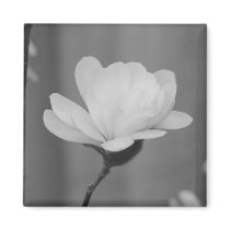 Black and White Magnolia Centennial Bloom magnets