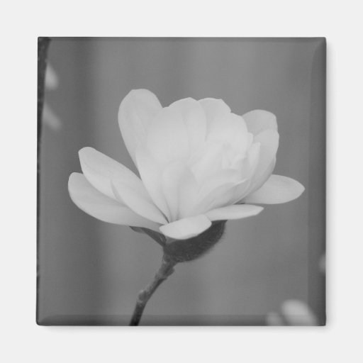 Black and White Magnolia Centennial Bloom Fridge Magnets