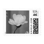 Black and White Magnolia Centennial Bloom Stamps