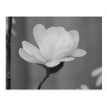 Black and White Magnolia Centennial Bloom Post Card