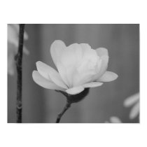 Black and White Magnolia Centennial Bloom posters