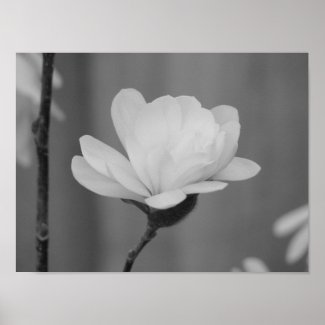 Black and White Magnolia Centennial Bloom Print