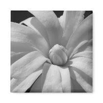 Black and White Magnolia Centennial magnets