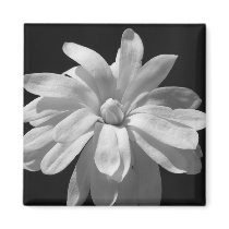 Black and White Magnolia Centennial magnets