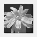 Black and White Magnolia Centennial Refrigerator Magnet