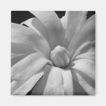 Black and White Magnolia Centennial Refrigerator Magnets
