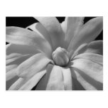 Black and White Magnolia Centennial Post Card