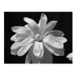 Black and White Magnolia Centennial Post Card