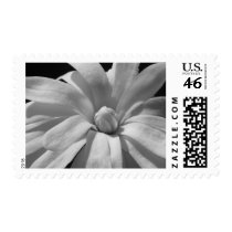 Black and White Magnolia Centennial Postage Stamp