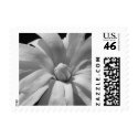 Black and White Magnolia Centennial postage by princessklb07 Black and White Magnolia Centennial postage