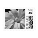 Black and White Magnolia Centennial Postage Stamps