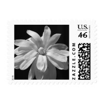 Black and White Magnolia Centennial Stamp