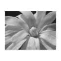 Black and White Magnolia Centennial postcards by princessklb07 Black and White Magnolia Centennial postcards