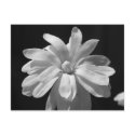 Black and White Magnolia Centennial postcards by princessklb07 Black and White Magnolia Centennial postcards