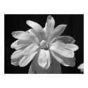 Black and White Magnolia Centennial posters by princessklb07 Black and White Magnolia Centennial posters