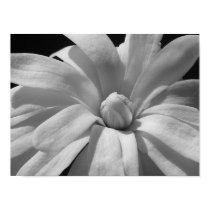 Black and White Magnolia Centennial posters