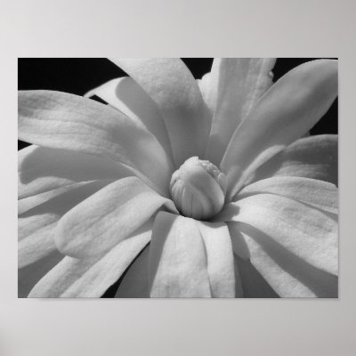 Black and White Magnolia Centennial Print