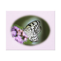Black and White Nymph Butterfly Canvas Print
