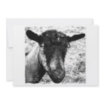 Black and white Oberhasli doe goat head view Invites
