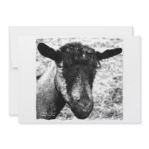 Black and white Oberhasli doe goat head view Invites