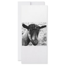 Black and white Oberhasli doe goat head view Custom Rack Card