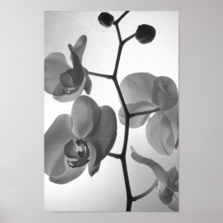 Black and White Orchids on the Stem Poster Print