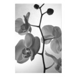 orchid, orchids, black and white, floral, flowers,