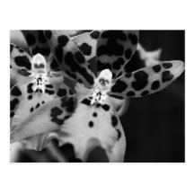 Black and White Orchids Post Card