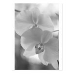 Black and White Orchids Postcard