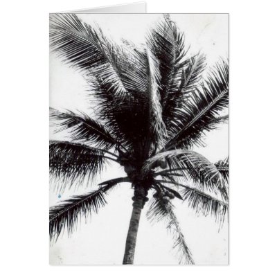 Black and White Palm Tree Card by quetzal323