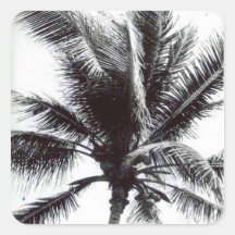 Black and White Palm Tree Sticker