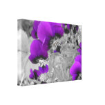 Black and White Pansy Effect Gallery Wrap Canvas