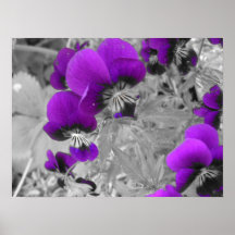 Black and White Pansy Effect Posters