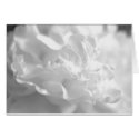Black and White Peony cards