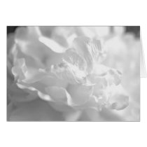 Black and White Peony cards