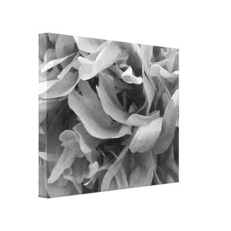 Black and White Petal Abstract wrappedcanvas