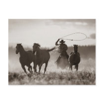 Black and White photo of a Cowboy Lassoing Horses Post Card