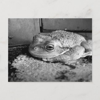 Black and white photo of a frog on a concrete sill postcard