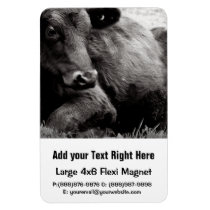 Black and White Photo of Black Angus Steer Rectangular Magnet