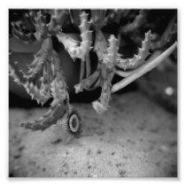 Black and White Photography Series - Cactus 10