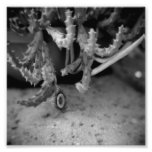 Black and White Photography Series - Cactus 10