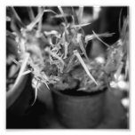 Black and White Photography Series - Cactus 12