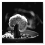 Black and White Photography Series - Cactus 12